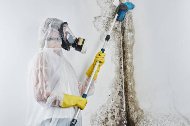 Best Toxic Mold Removal  in Pleasant View, TN