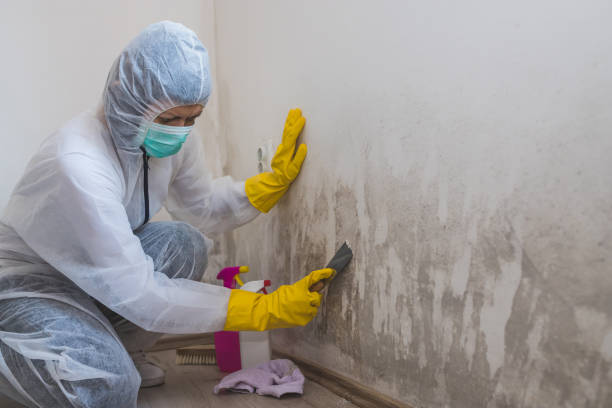 Best Mold Removal and Inspection  in Pleasant View, TN