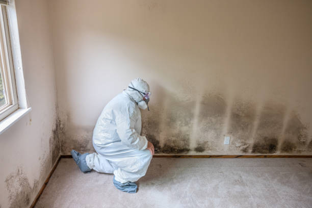 Best Residential Mold Removal  in Pleasant View, TN