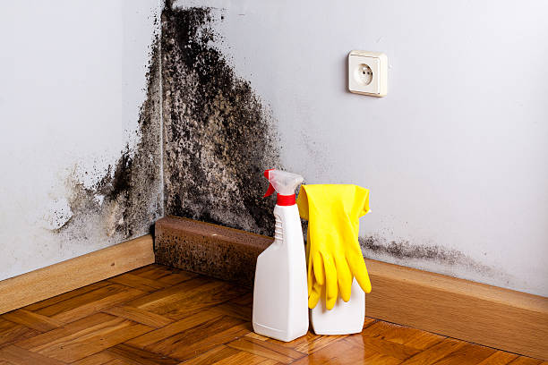 Mold Removal and Inspection in Pleasant View, TN